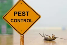 Common Pests and Hazards Covered By Professional Pest Control Companies