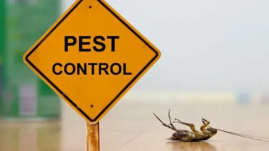 Common Pests and Hazards Covered By Professional Pest Control Companies